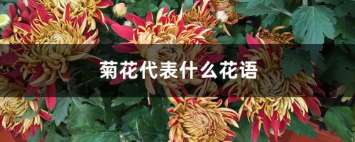 菊花的花语是什么，代表什么含义？