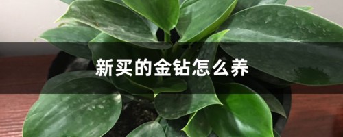 新买的金钻怎么养