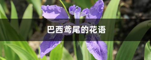 巴西鸢尾的花语