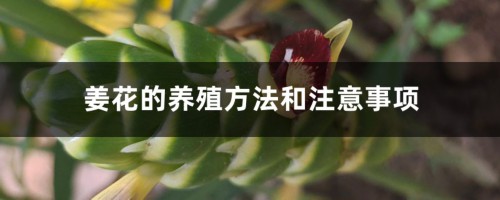 姜花的养殖方法和注意事项